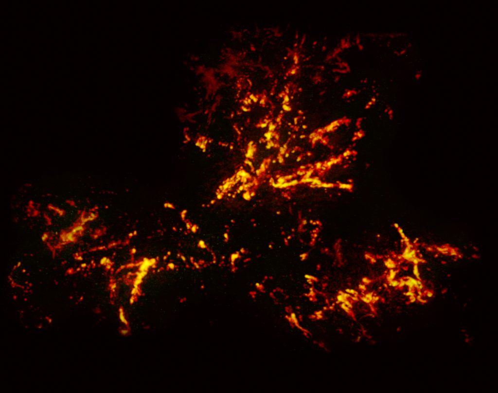 Radio image of the gas filaments in the Tarantula Nebula