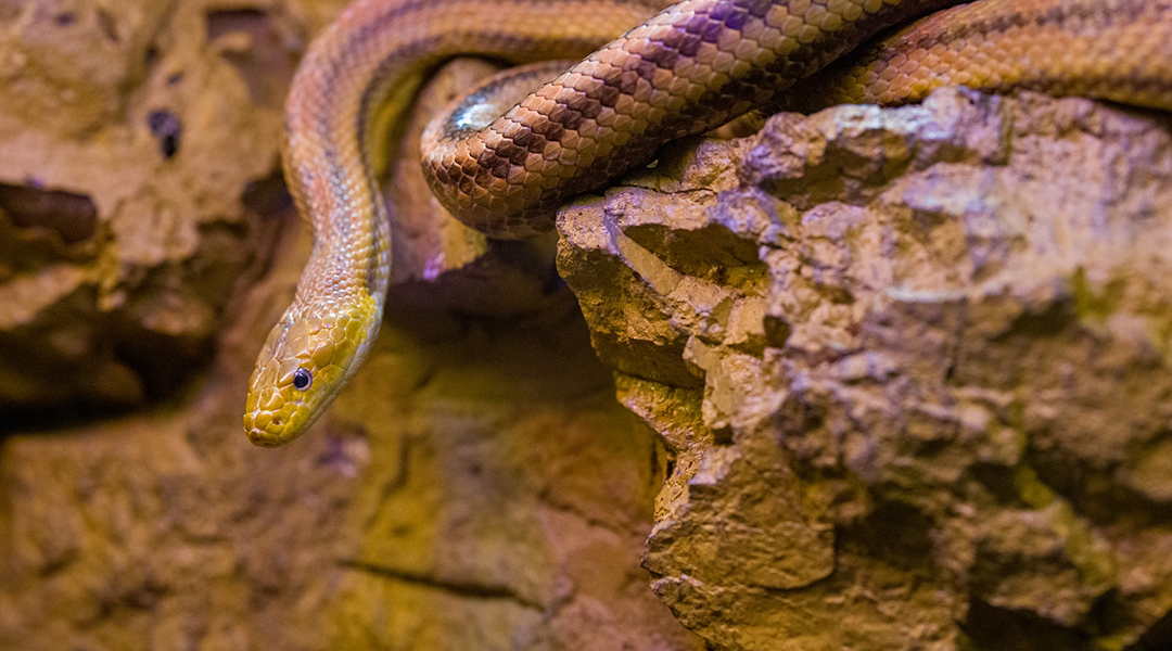 Image of a snake on a rock