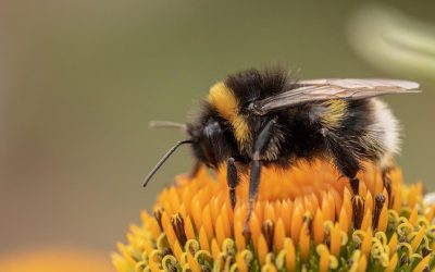 Isolated bumblebees become socially awkward