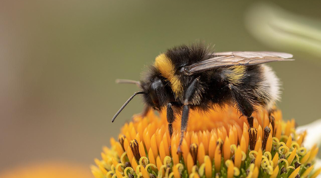 A bumble bee resting on a flower.