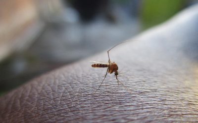 Dengue and Zika make their hosts more attractive to mosquitos