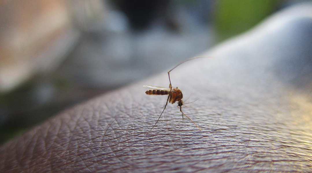 A mosquito biting