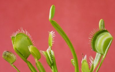 Smooth or with a snap? The mechanics of the Venus flytrap