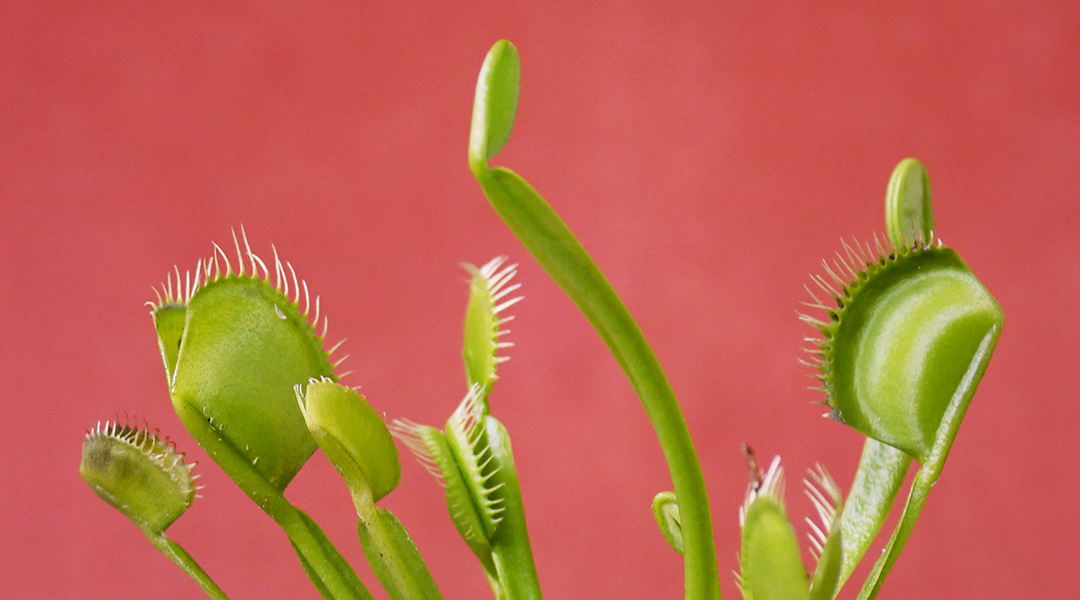 Venus flytrap on a pink background.