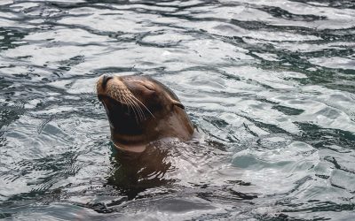 How seals’ whiskers help them hunt