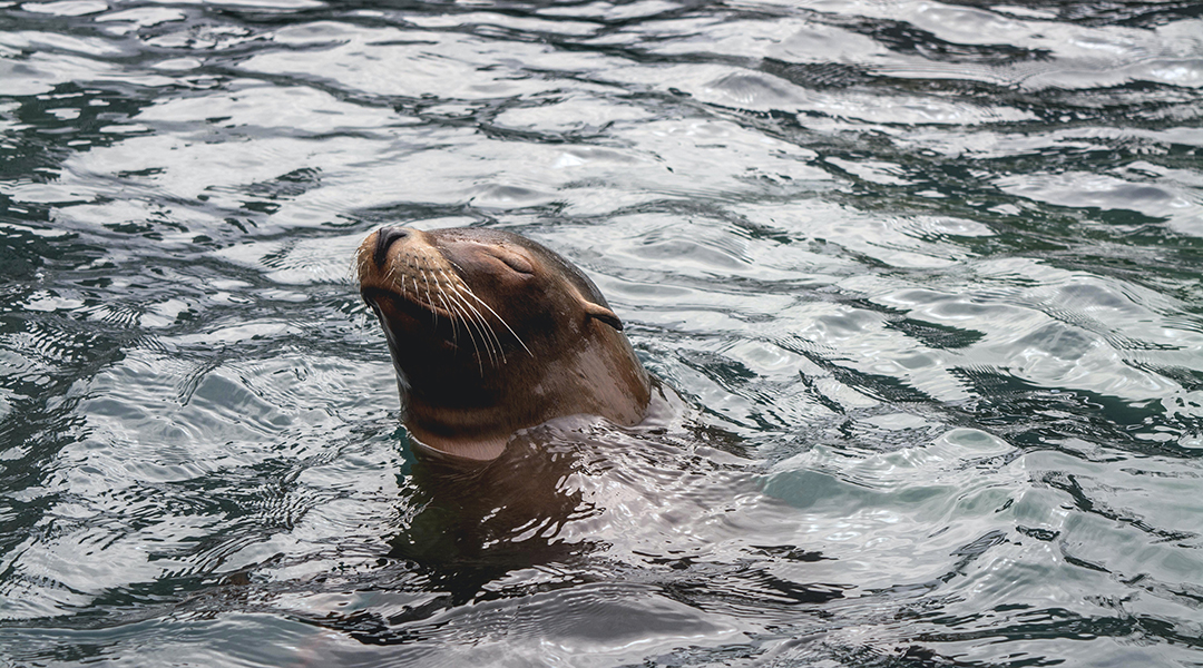 Image of a seal bobbing in water.