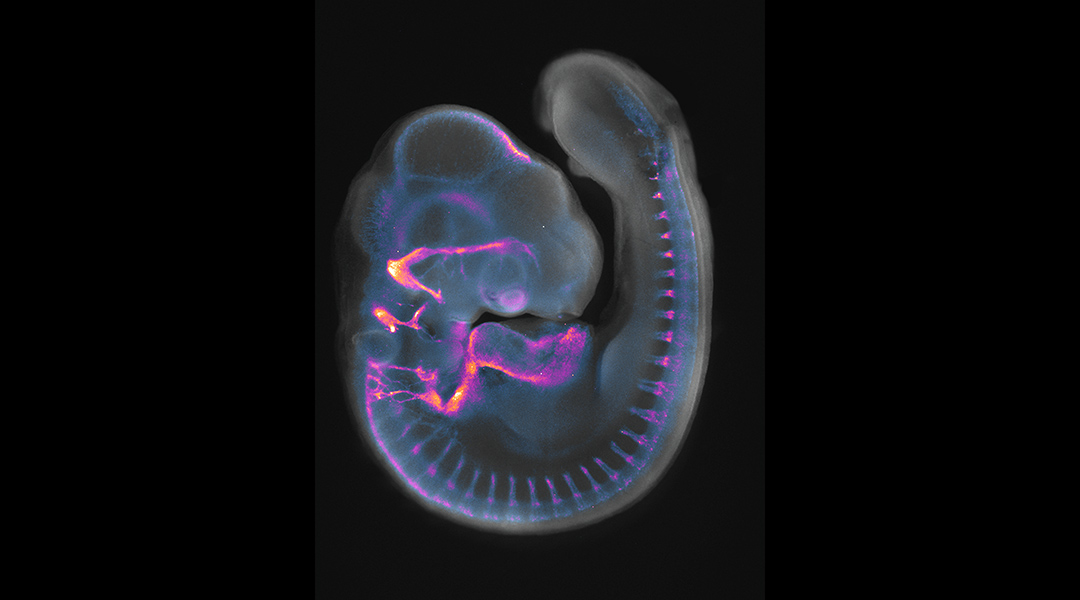 Developing chick embryo with fluorescent proteins.