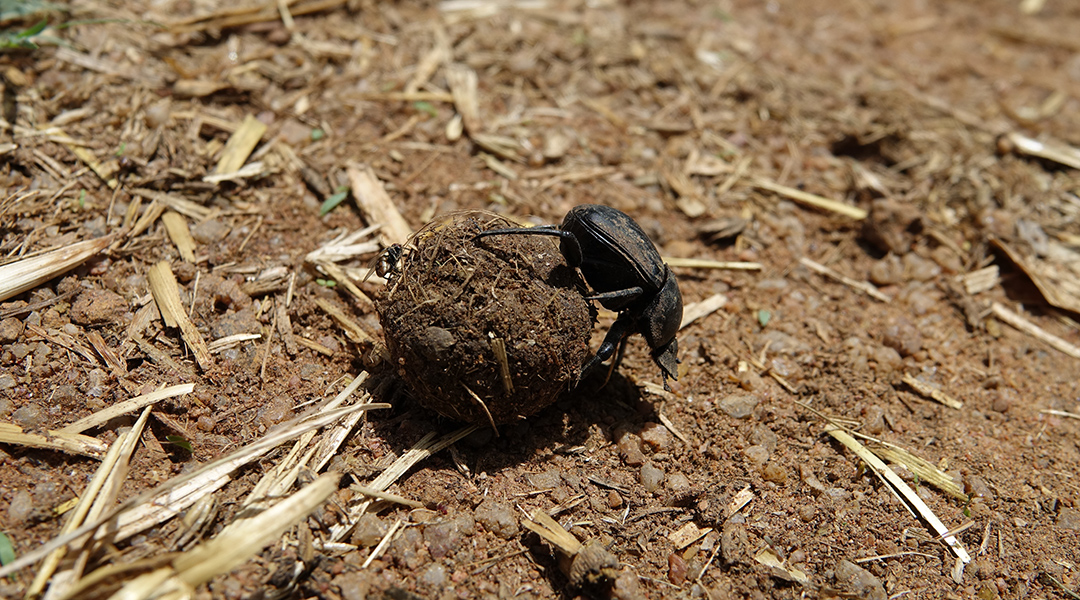 Dung beetle rolling a dung ball.