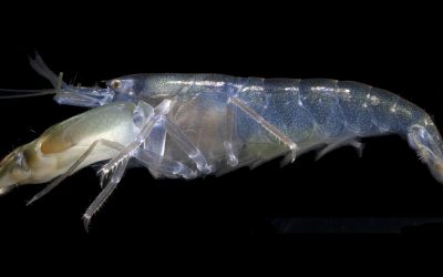 Helmet-like hood protects snapping shrimp from their own shock waves