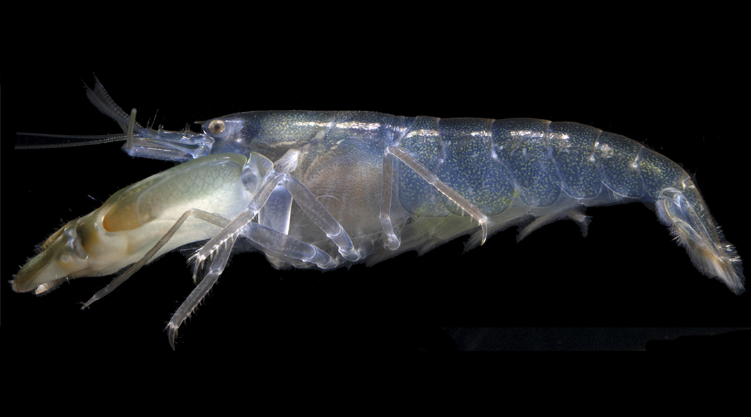 Snapping shrimp on a black background.