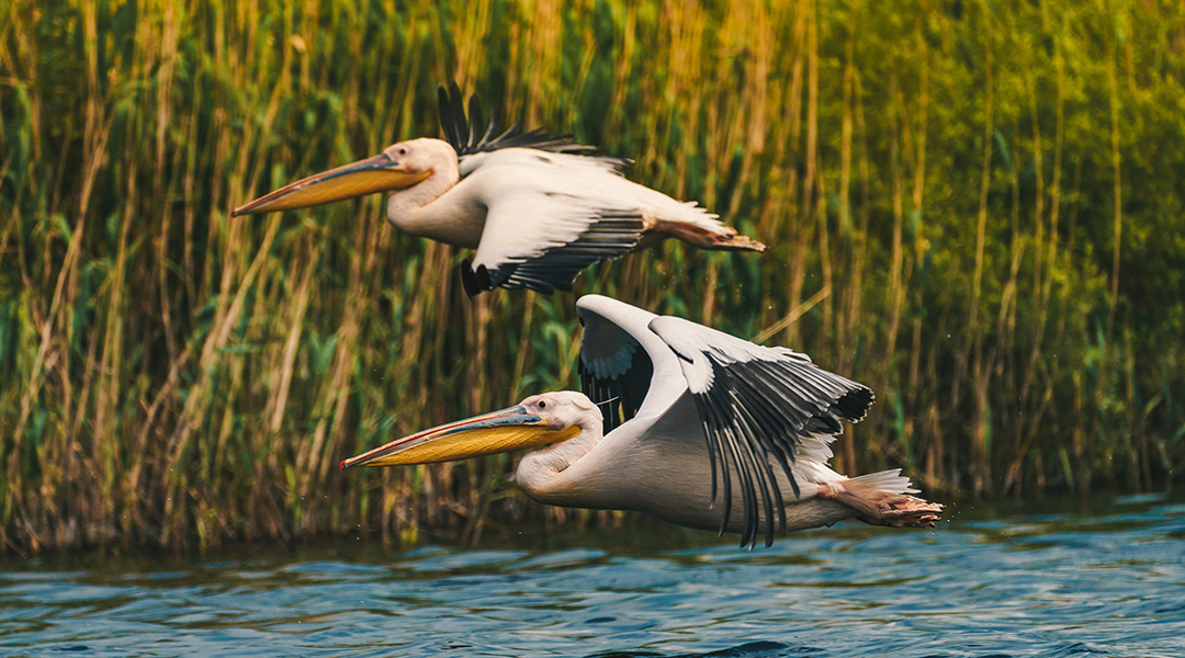 Two pelicans in flight.