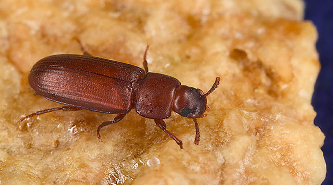 Red flour beetle on a piece of grain.