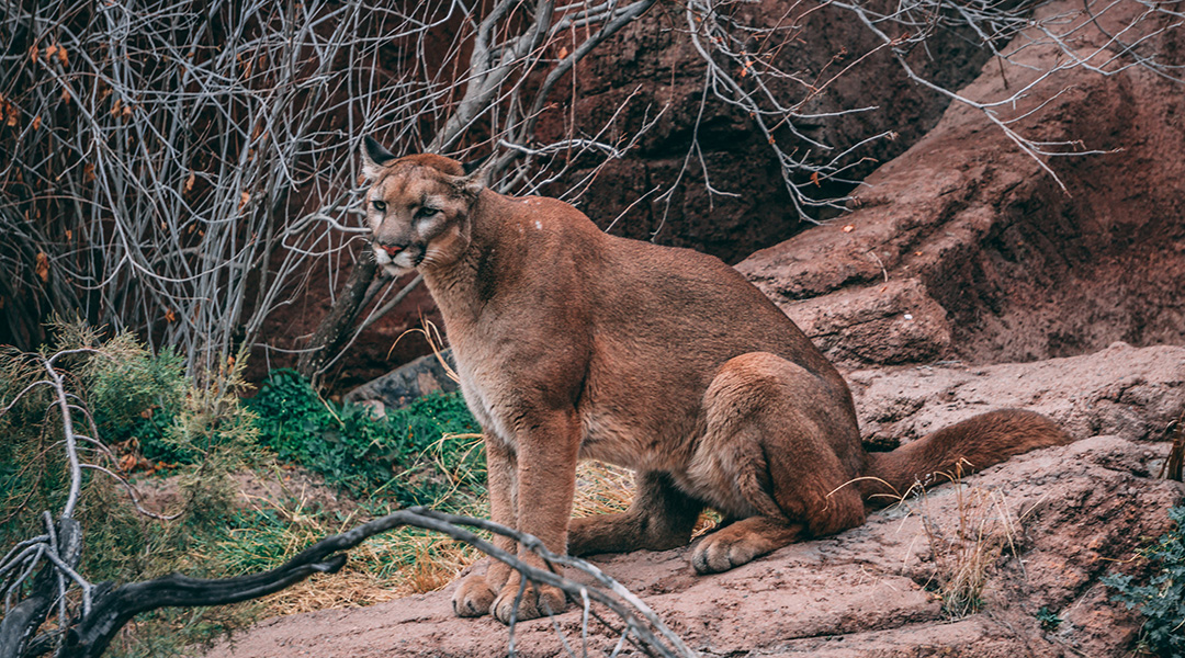 Mountain lion in the brush.