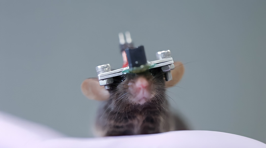 Mouse wearing a device used for a general purpose ultrasound therapy.