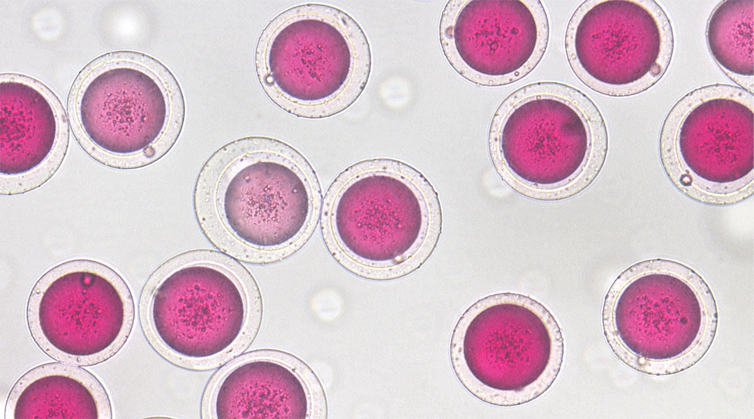 Science in pictures, Hydrogel-shelled biodegradable microspheres for sustained release of encapsulants.