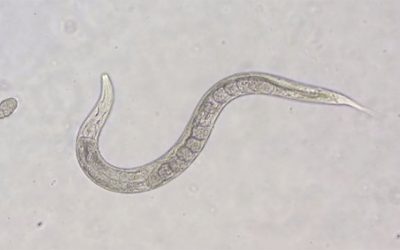 Biobots made from roundworms