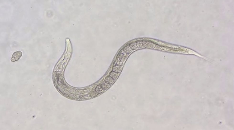 Biobots made from roundworms Advanced Science News