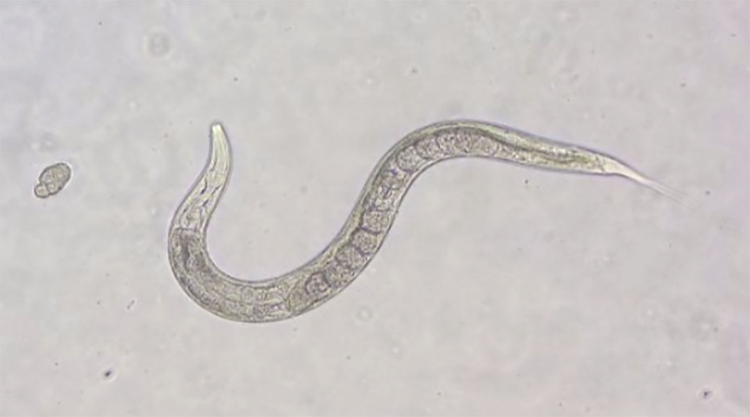 Biobots made from roundworms