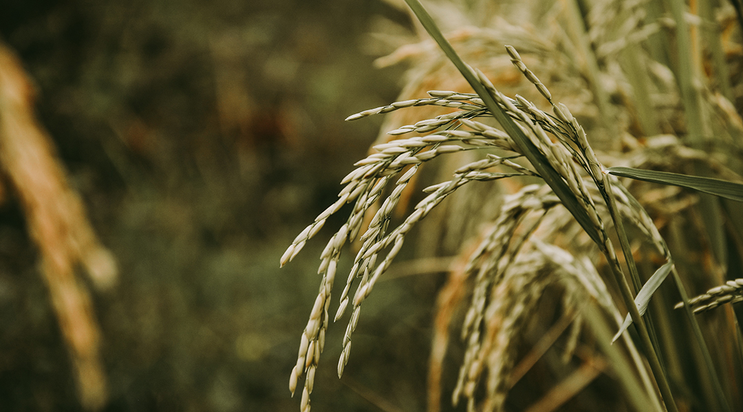 Rice plant in a field.