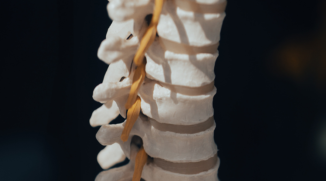 Spinal cord model on a black background.