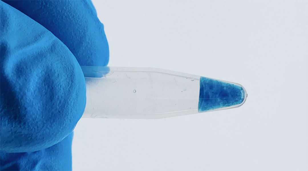Close up image of a hydrogel used in a plasma membrane-on-a-chip.