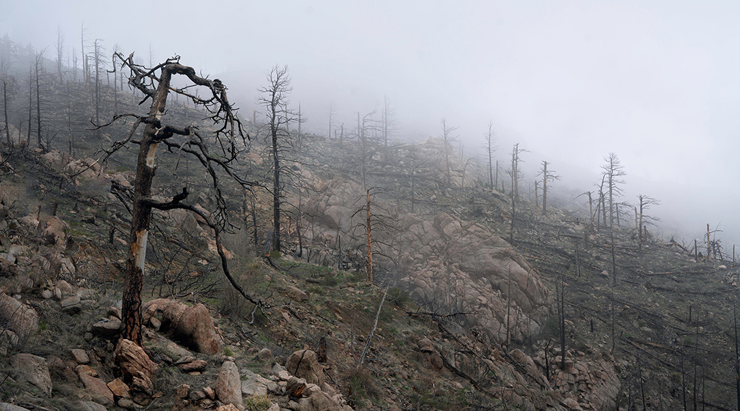 Aftermath of a wildfire on a hillside.