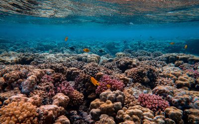 Genetic diversity can help coral reefs fight climate change