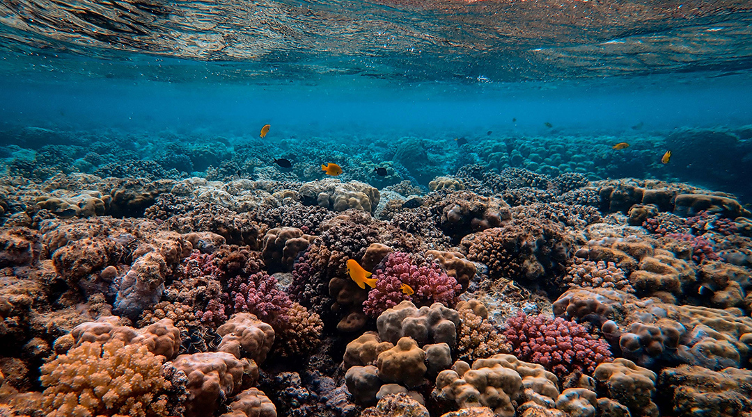 Coral reef under water photo