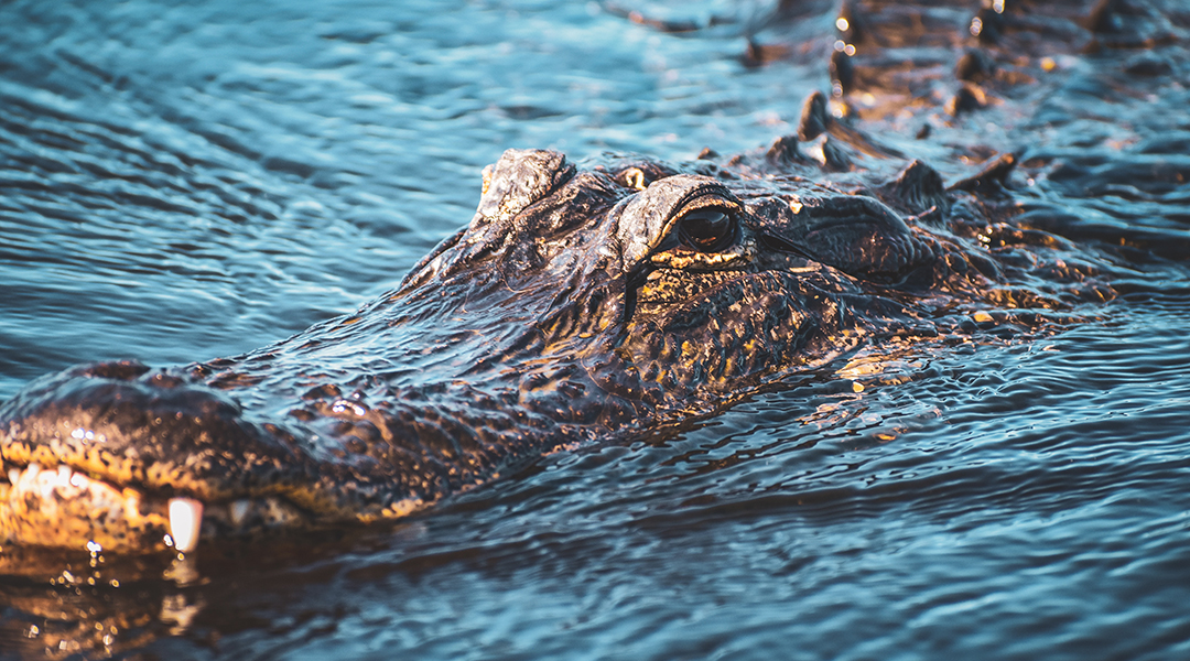 A crocodile swimming in the water.