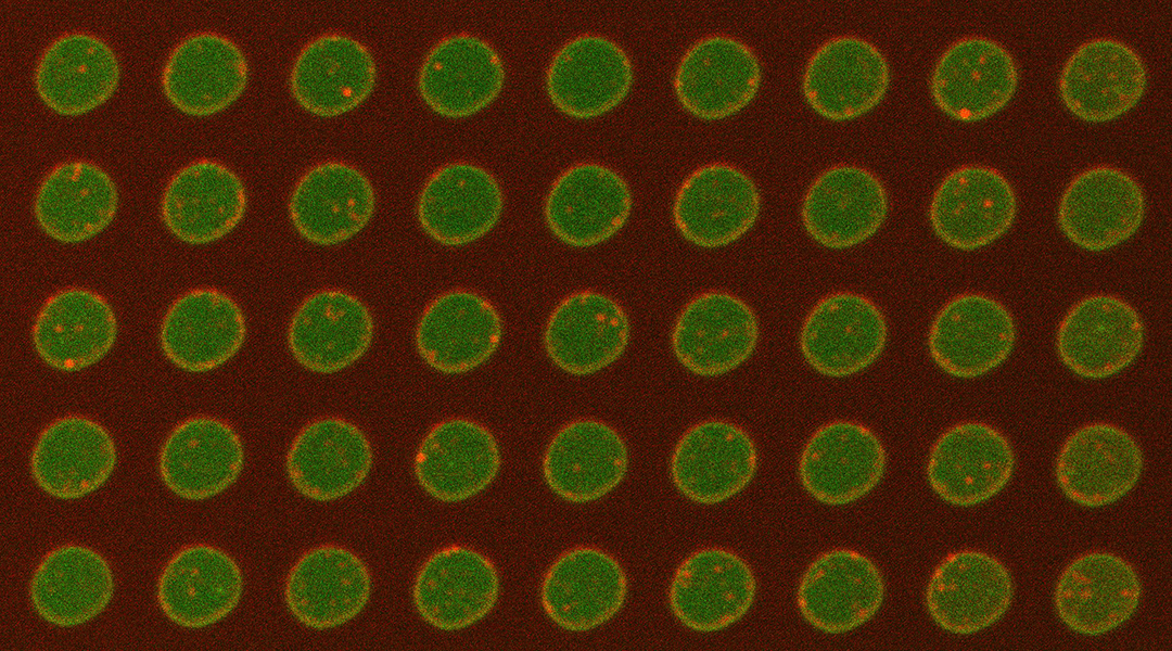 Plasma membrane-on-a-chip image.