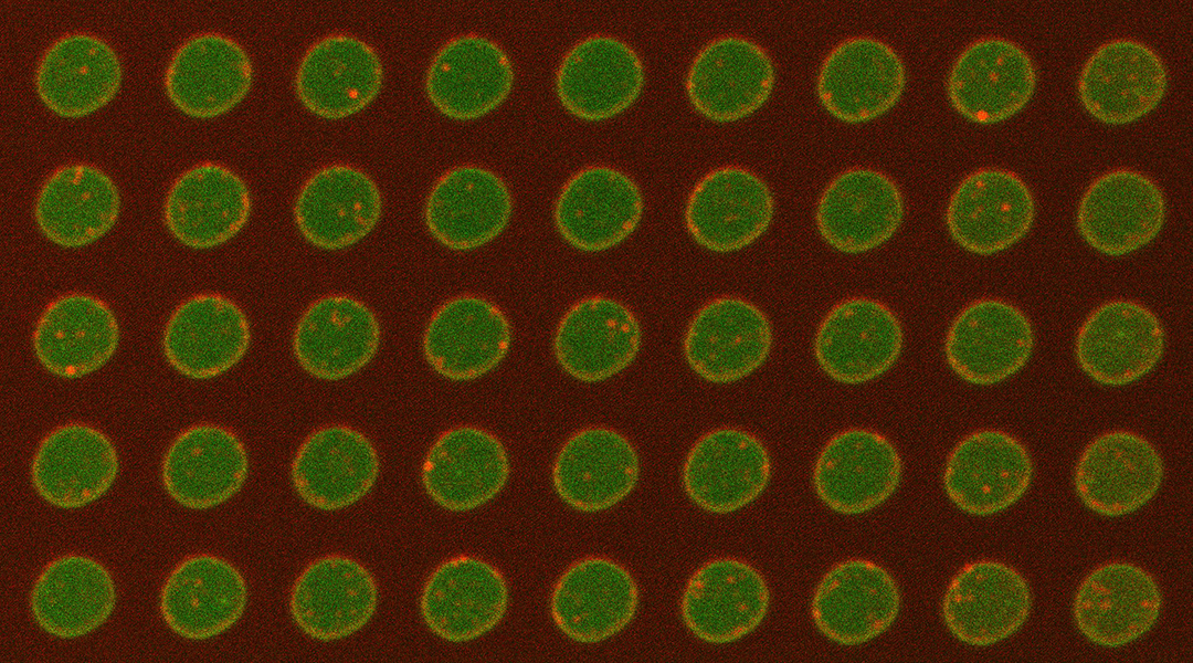 Visualizing cell membranes using a plasma membrane-on-a-chip