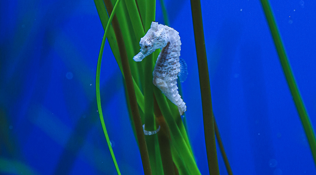 Sea horse clinging to some sea grass.