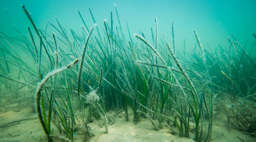 Underwater image of seagrass.