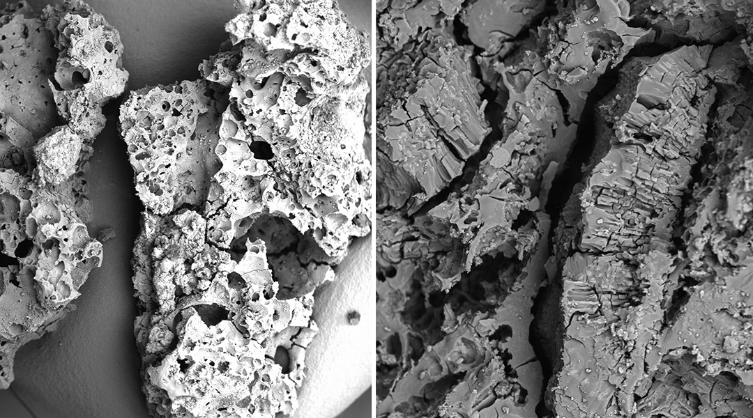 Cooked plants were part of Palaeolithic diets