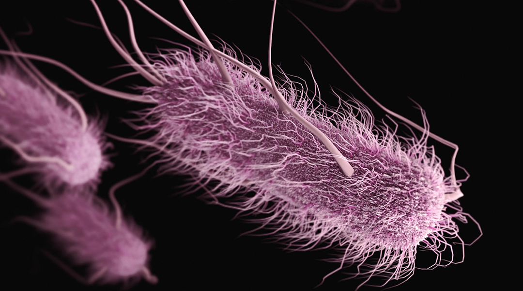 E.coli bacteria artist's rendition.