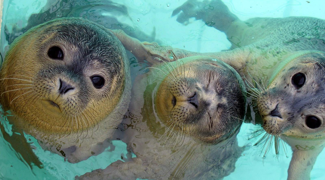 How “wavy” whiskers help seals detect faraway prey