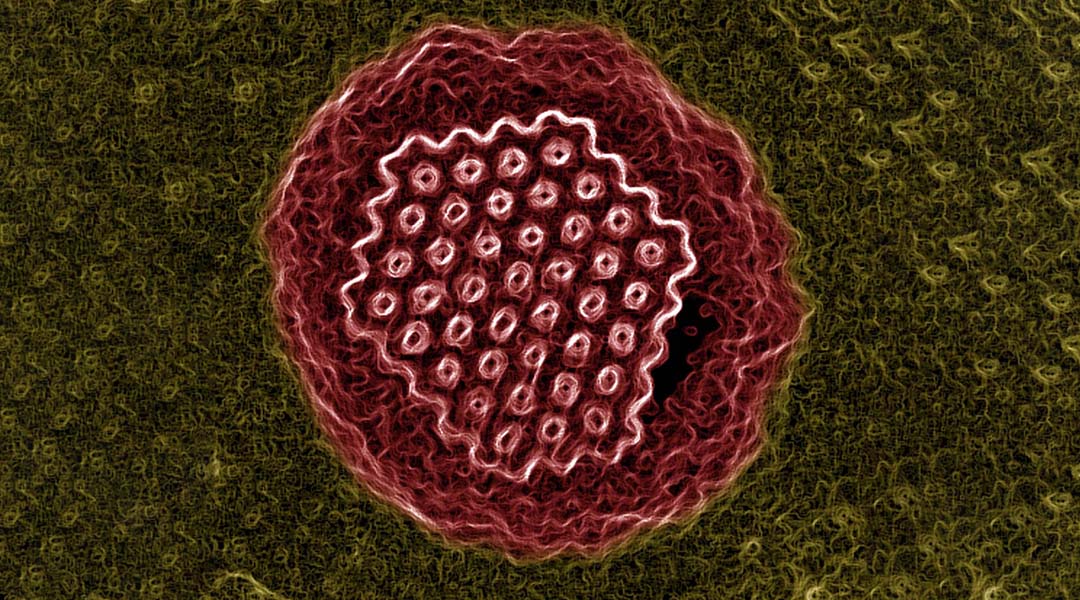 Bringing ancient viruses back to life