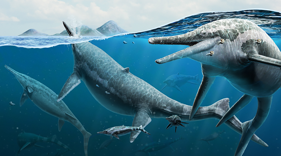 Artist's rendition of 50-foot-long ichthyosaurs (Shonisaurus popularis)