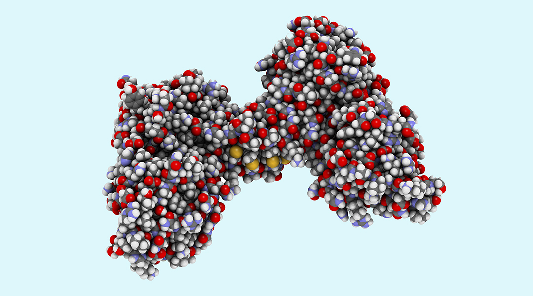 Structure of the protein dystrophin.