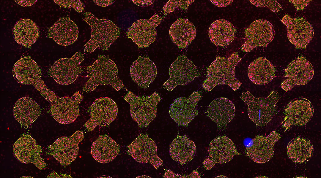 A biocomputer made from connected heart cells.