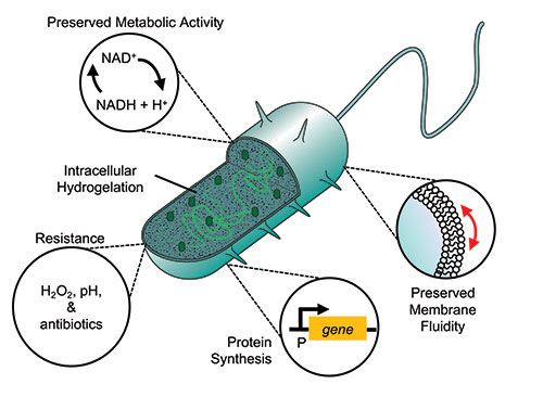 Scientists create cyborg bacteria – Advanced Science News