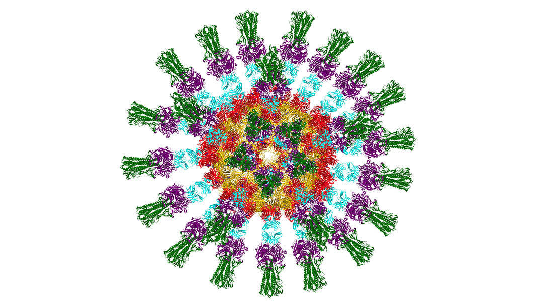 Inverted HA influenza vaccine.