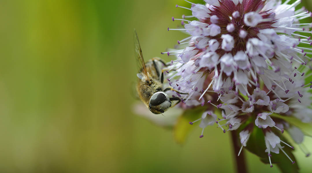 Century-long decline of pollinators in northern regions
