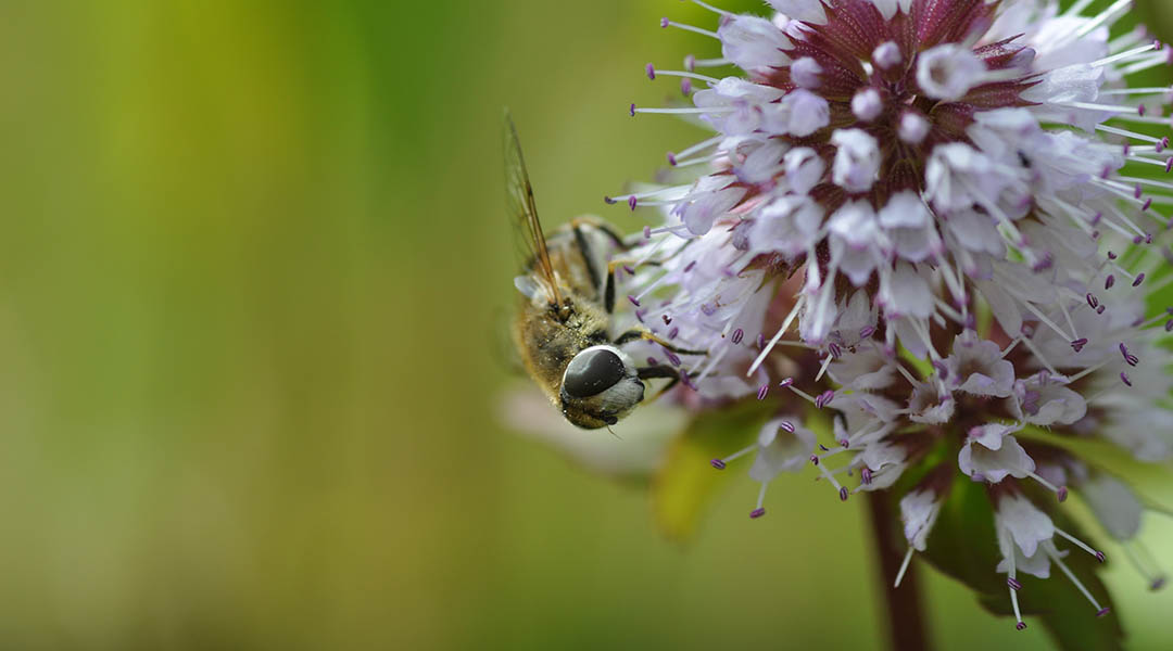 Fly on a flower in the subarctic