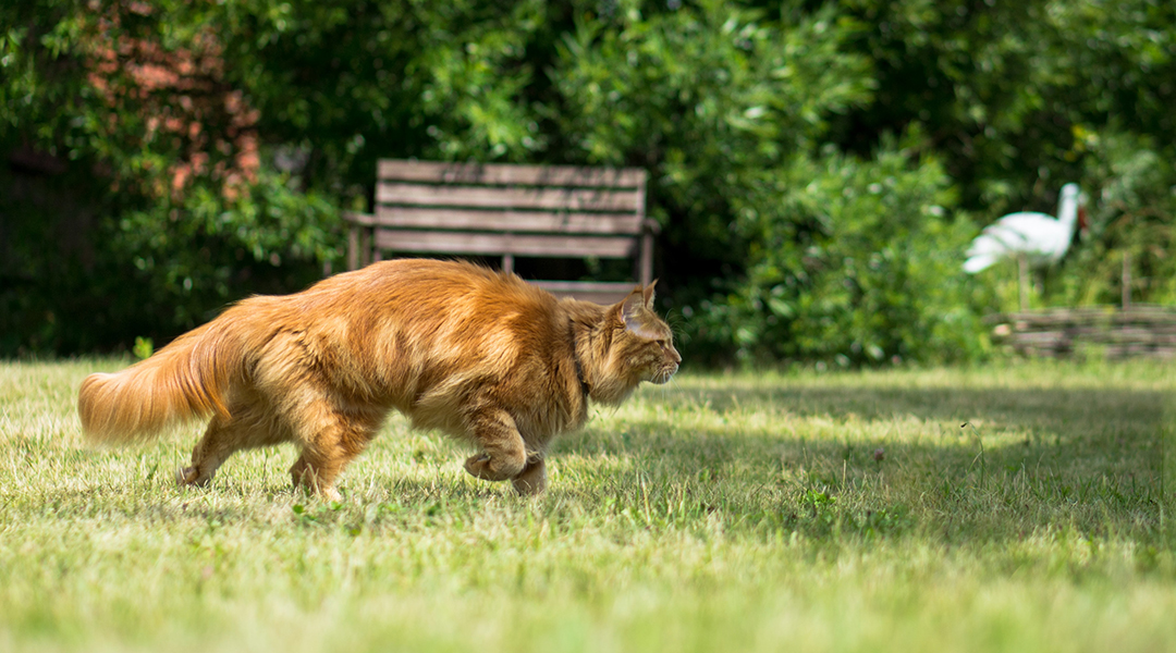 Orange Tabby cat hunting in a park.
