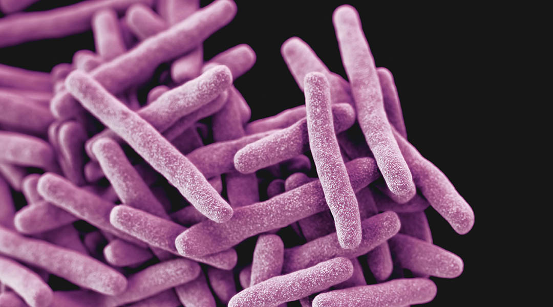 Tuberculosis bacteria