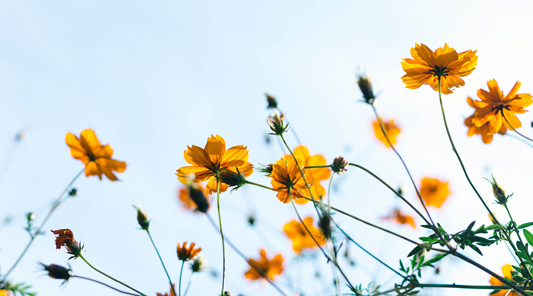 Flowers against a blue sky.