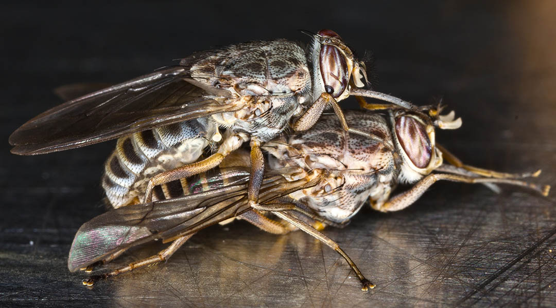 Tsetse flies mating.