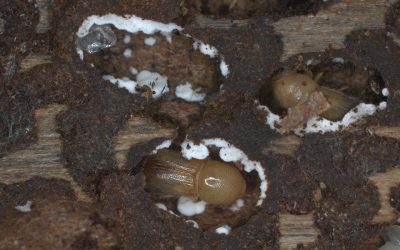 Bark beetles and fungi: A lethal chemical alliance