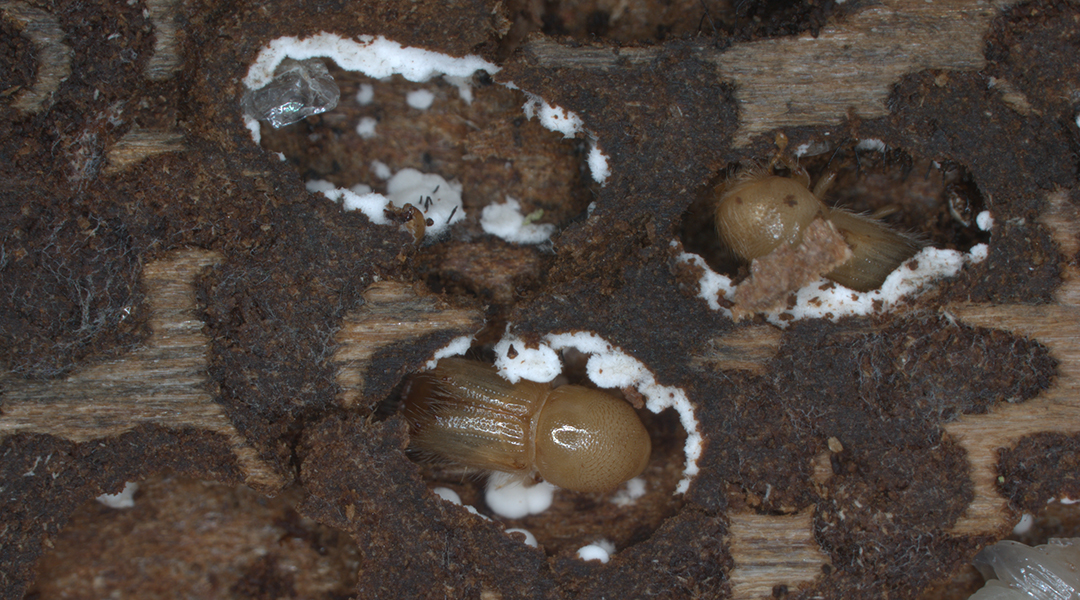 An adult beetle surrounded by the spores of symbiotic fungi (white layer) in the pupal chamber constructed under the bark of an infested spruce tree.